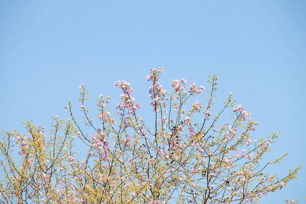 Drzewo Różowe Kwiaty Tło Jest Niebo — Zdjęcie stockowe