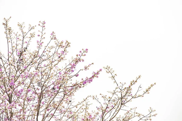 Många Vackra Rosa Blommor Trädet — Stockfoto