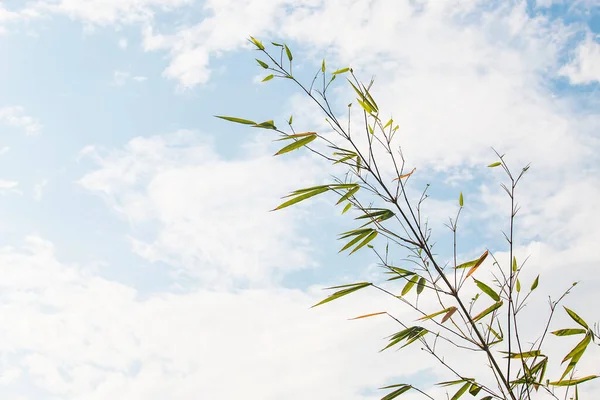 Gałęzie Liście Bambusa Tle Nieba — Zdjęcie stockowe