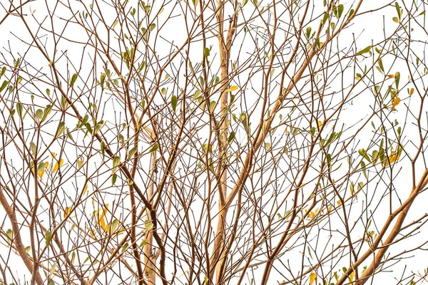 Árbol Grande Sin Hojas Cielo Fondo — Foto de Stock