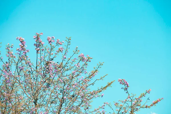 Trädet Har Rosa Blommor Bakgrunden Himlen — Stockfoto