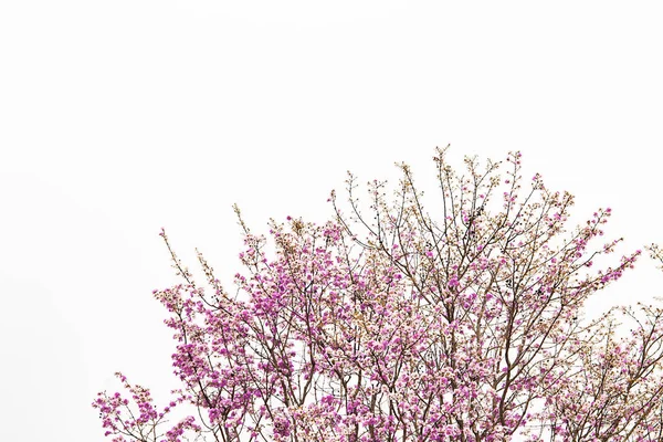 Många Vackra Rosa Blommor Trädet — Stockfoto