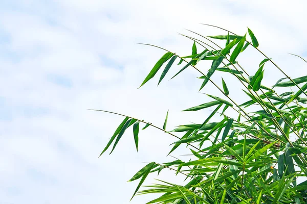 Bamboe Bladeren Een Witte Lucht Achtergrond — Stockfoto