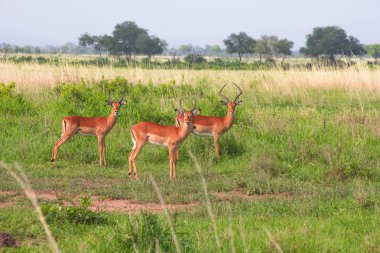 Üç antilopes yeşil otların arasında stand