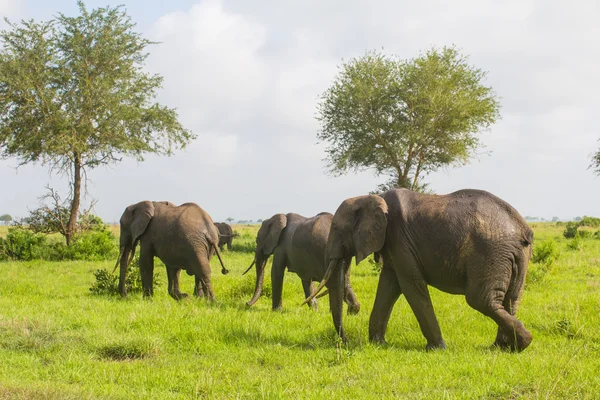 Three elephants go in the grass