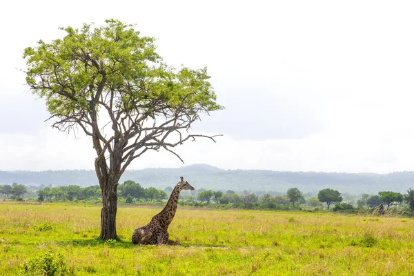 Giraffe lays under the tree in savanna — Stock Photo, Image