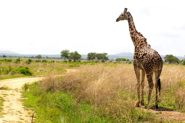 Girafa se aproxima da estrada em savana africana — Fotografia de Stock