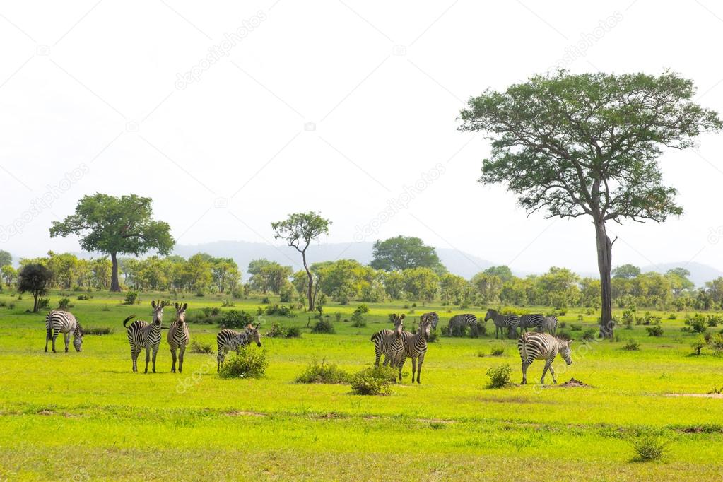 Zebra's tribe in the green grass