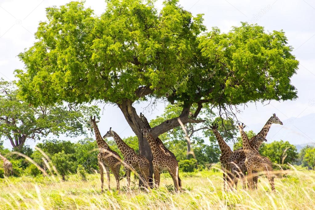 Group of giraffes have a rest under the big tree