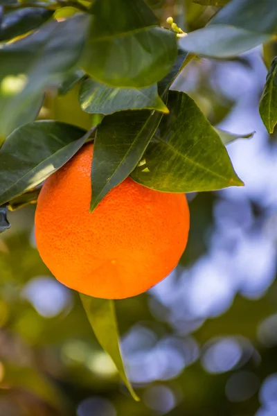 Sulu turuncu meyveler ile yeşil portakal ağacı — Stok fotoğraf