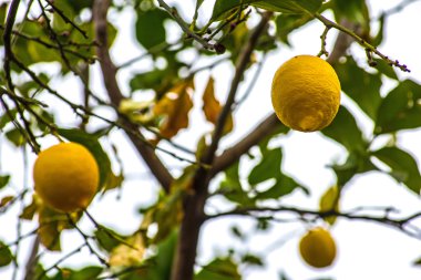 Sarı sulu limon ile yeşil limon ağacı