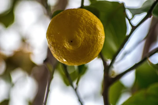 Sarı sulu limon ile yeşil limon ağacı — Stok fotoğraf