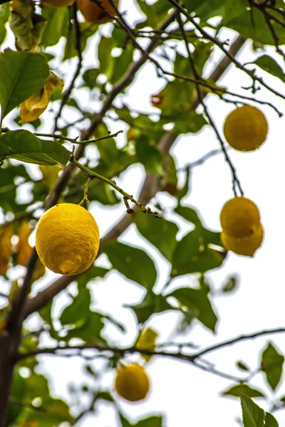 Sarı sulu limon ile yeşil limon ağacı — Stok fotoğraf