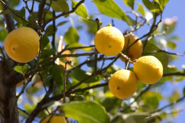 Sarı sulu limon ile yeşil limon ağacı