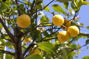 Sarı sulu limon ile yeşil limon ağacı