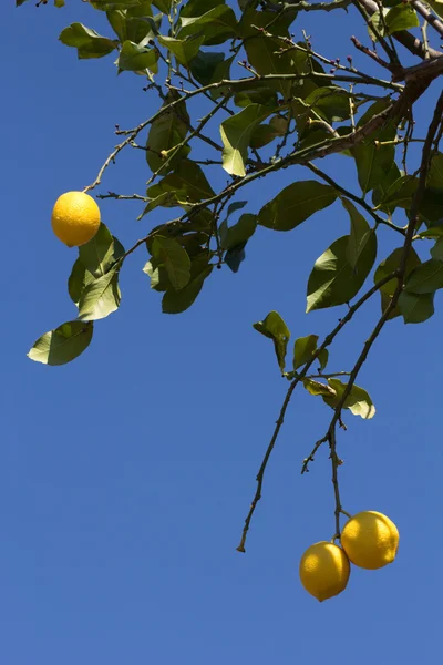 Sarı sulu limon ile yeşil limon ağacı — Stok fotoğraf