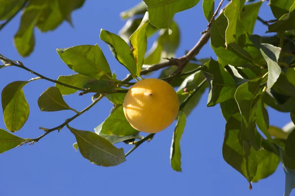 Drzewo cytrynowe zielony z żółtym soczystych cytryn — Zdjęcie stockowe