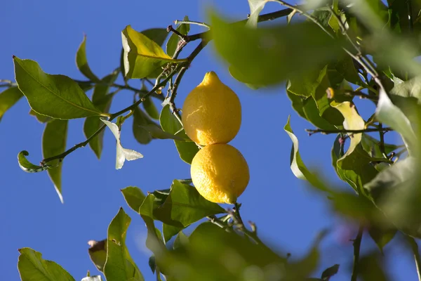 Drzewo cytrynowe zielony z żółtym soczystych cytryn — Zdjęcie stockowe