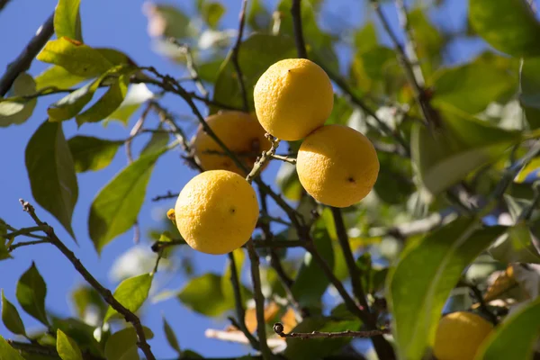 Sarı sulu limon ile yeşil limon ağacı Stok Resim