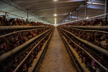 Çiftlikte tavuk yumurtası üretimi. Tavuk çiftliği. Yumurta üretimi.