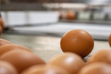 Taze yerli yumurta arka planı. Organik yiyecekler. Tavuk yumurtası çiftliği. Endüstriyel yumurta paketleri.