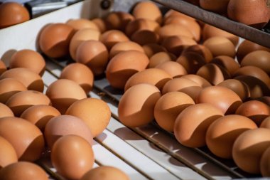 Yüksek kalite yumurta ayıklama ve seçme. Kümes hayvanları çiftliği. Endüstriyel yumurta üretim hattı. Mavi eldivenli ellerin yakın çekimi.