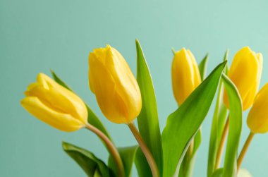 Turkuaz arka planda sarı laleleri olan bir arka plan. Metin için yer.