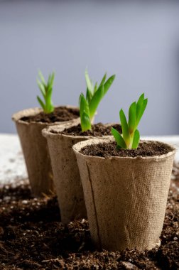 Sulu tohum. Beyaz masaya daha yeni sulu şeyler ektim. Naklediliyor