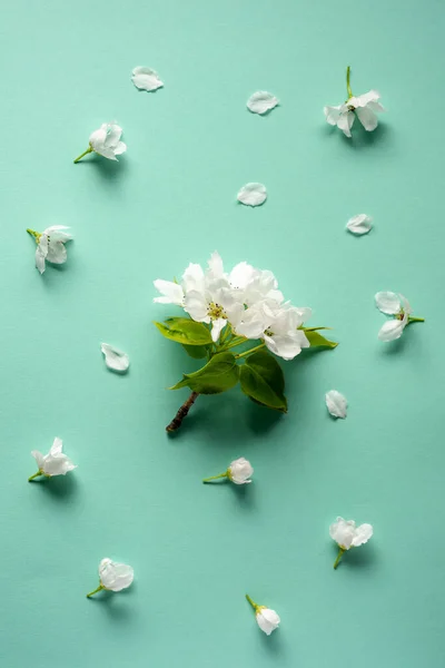 Blossom flowers on turquoise background. Spring. Copy space. — Stock Photo, Image