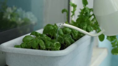 Bitkiler evde ya da balkonda bakım yaparlar. Çiçekleri sulama konservesinden sulama.