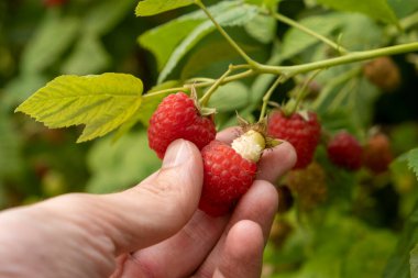 Adamın testisleri dalda kırmızı ahududu topluyor. Hasat et