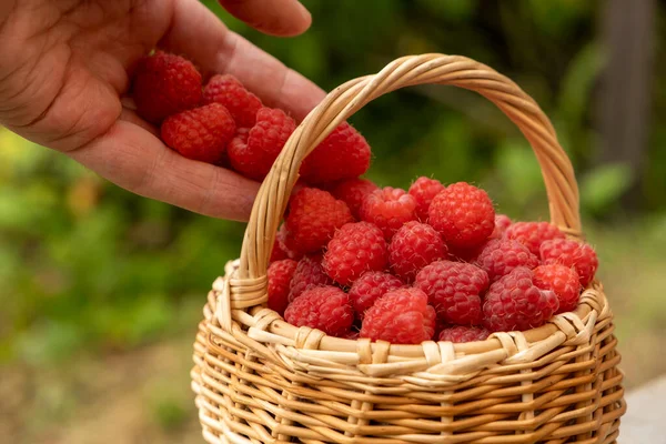 Der Mensch Erntet Rote Himbeeren Auf Zweigen Ernte Geht Weiter — Stockfoto