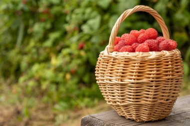 Dala kırmızı ahududu. Hasat devam ediyor