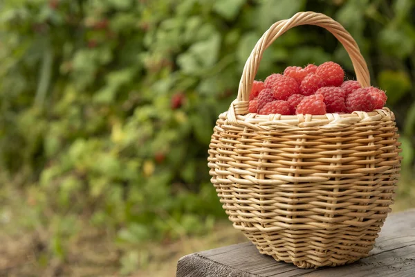 Red Raspberries Branch Harvest — Stock Photo, Image