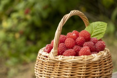 Dala kırmızı ahududu. Hasat devam ediyor