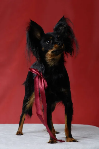 Black Dog Toy Terer Auf Rotem Hintergrund — Stockfoto
