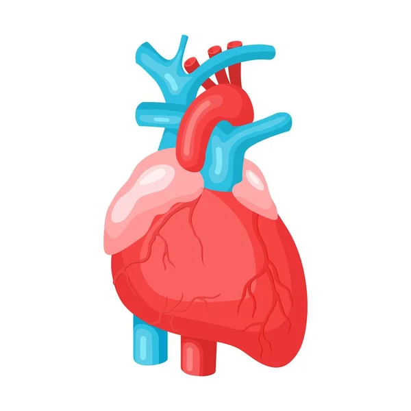 Corazón Humano Anatómico Sistema Cardiovascular Aislado Sobre Fondo Blanco Ilustración — Vector de stock