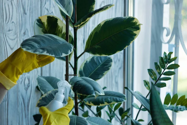 Yellow rubber-gloved woman's hands are spraying ficus elastica leaves with water. Moisturizing indoor rubber tree plant. White plastic watering spray bottle. Home gardening, taking care.