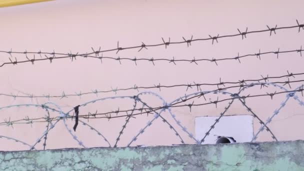 Prison barbed wire over brick fence against pink wall. incarceration, jail — Stock Video