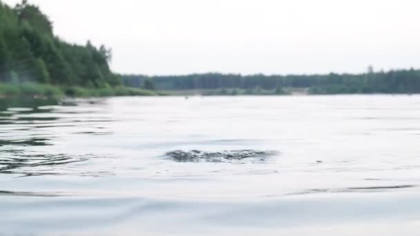 Cabeza de mujer joven que se sumerge en el lago, luego aparece del agua y se ríe — Vídeos de Stock