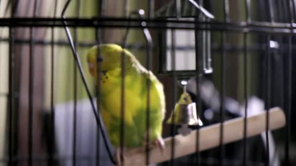 Budgie sentado na jaula. papagaio amarelo senta-se em gaiola de pássaro com pequeno sino dentro dele — Vídeo de Stock