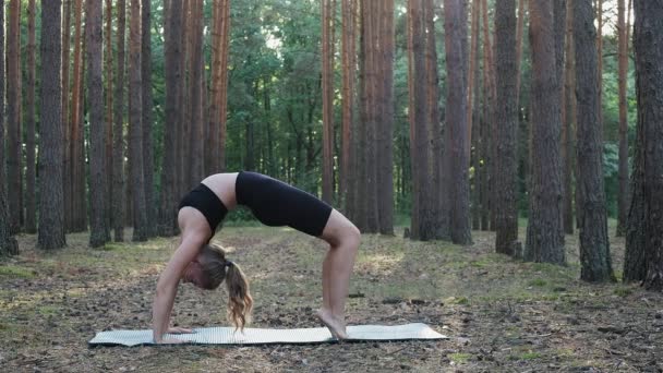 Genç, esnek, zayıf kadın yoga yapıyor. Çam ormanlarında köprü pozu veriyor. — Stok video