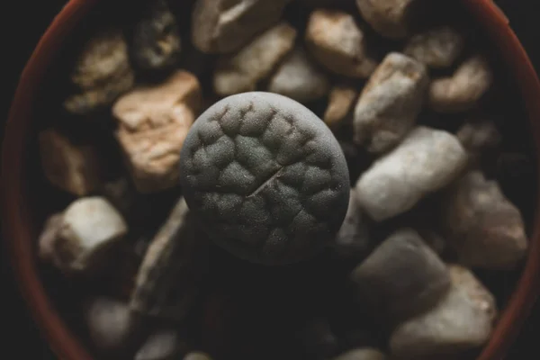 Lithops Plante Succulente Macro Gros Plan Mise Point Sélective — Photo