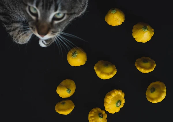 Yellow Pumpkins Next Cat Close Selective Focus — Stock Photo, Image