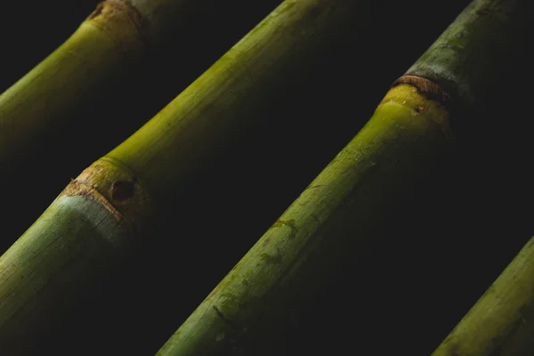 Bio Zuckerrohr Makro Aus Nächster Nähe Selektiver Fokus — Stockfoto