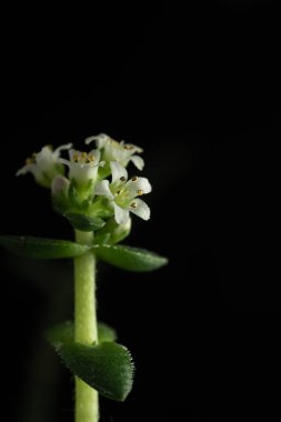 Küçük sulu bitki beyaz çiçek makrosu. Yaklaş, seçici odaklan.