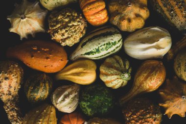 Birçok farklı balkabağı türü yaklaşır, seçici odak