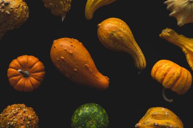 Birçok farklı balkabağı türü yaklaşır, seçici odak