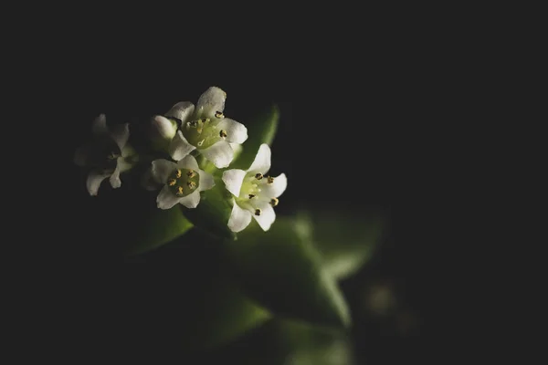 Little Succulent Roślin Biały Kwiat Makro Zbliżenie Selektywne Skupienie — Zdjęcie stockowe