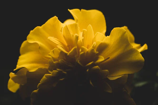 Amarelo Cempasuchil Tagetes Erecta Flor Macro Close Foco Seletivo — Fotografia de Stock